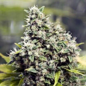 Grapefruit AutoFlowering from Cafe420