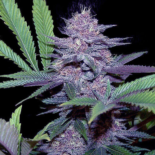 Blueberry Feminized Seeds Cafe420