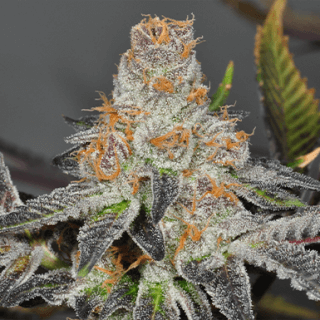 Girl Scout Cookies Feminized Seeds Cafe420