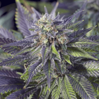 Blue Widow Feminized Cannabis Seeds from Cafe420