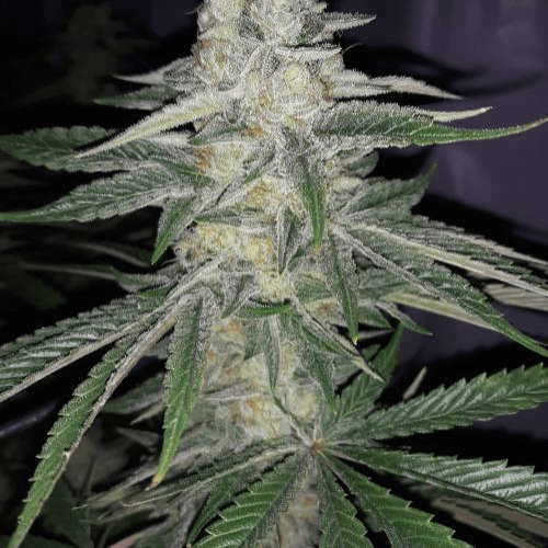 Bruce Banner Fast Feminized Cannabis Seeds from Cafe420