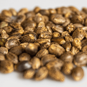Cannabis Seeds