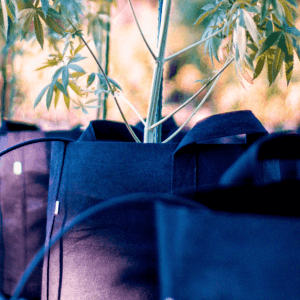 Grow Bags
