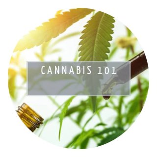 Cheeba Academy Cannabis 101 Course from Cafe420