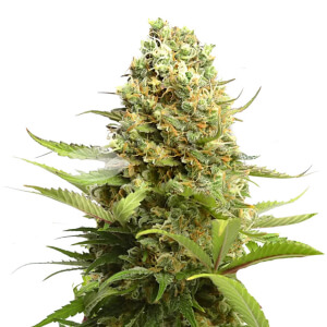Banana Kush | Feminized | Cannabis Seeds | South Africa | Cafe420.co.za