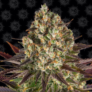 Biscotti | Feminized | Cannabis Seeds | South Africa | Cafe420.co.za