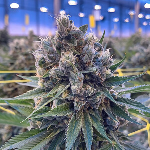 Ghost Train | Feminized | Cannabis Seeds | South Africa | Cafe420.co.za