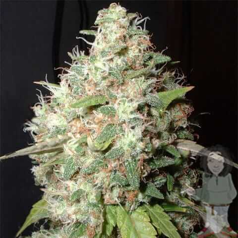 Bubble Cheese x Rocklock | Regulars | Cannabis Seeds | South Africa | Cafe420.co.za