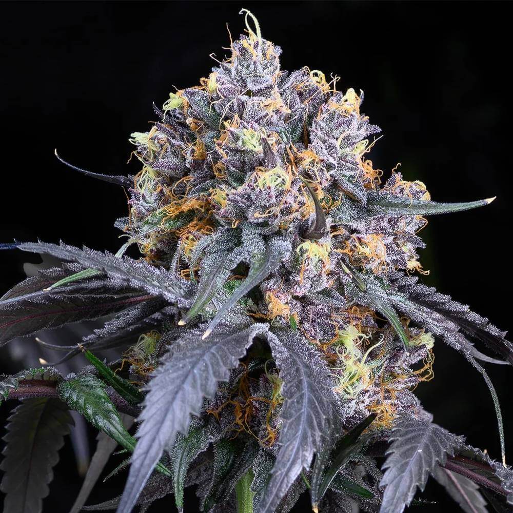 Jet Fuel Gelato | Compound Genetics | Cannabis Clones | Cafe420.co.za