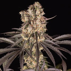 Runtz Muffin | Barney's Farm | Cannabis Clones | Cafe420.co.za