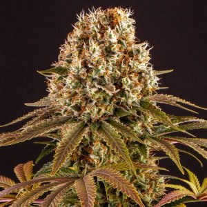 Strawberry Lemonade | Barney's Farm | Cannabis Clones | Cafe420.co.za