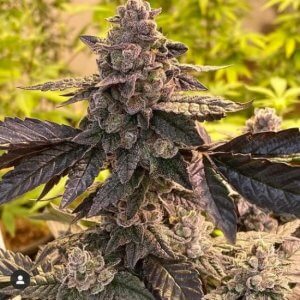 Pau Hana | 808 Genetics | Cannabis Clones | Cafe420.co.za