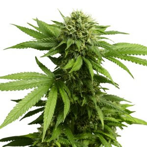 ACDC CBD | Feminised | Cannabis Seeds | Blimburn Seeds | Cafe420