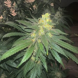 Cafe Racer | Feminized | Cannabis Seeds | Blimburn Seeds | Cafe420
