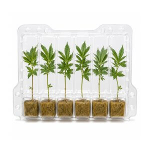 Cannabis Clones | South Africa | Wholesale Clones | Cafe420