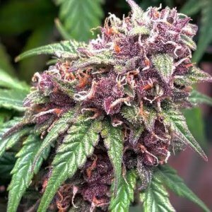 Purple Punch | Auto | Cannabis Seeds | Blimburn Seeds | Cafe420