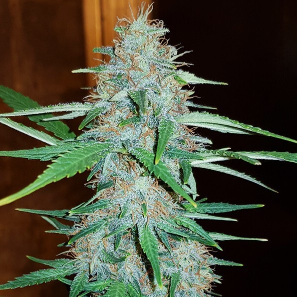 White Widow | Feminized | Cannabis Seeds | Blimburn Seeds | Cafe420