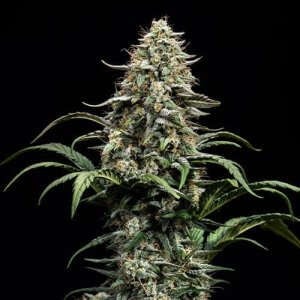 Blue Dream | Auto | Cannabis Seeds | Blimburn Seeds | Cafe420