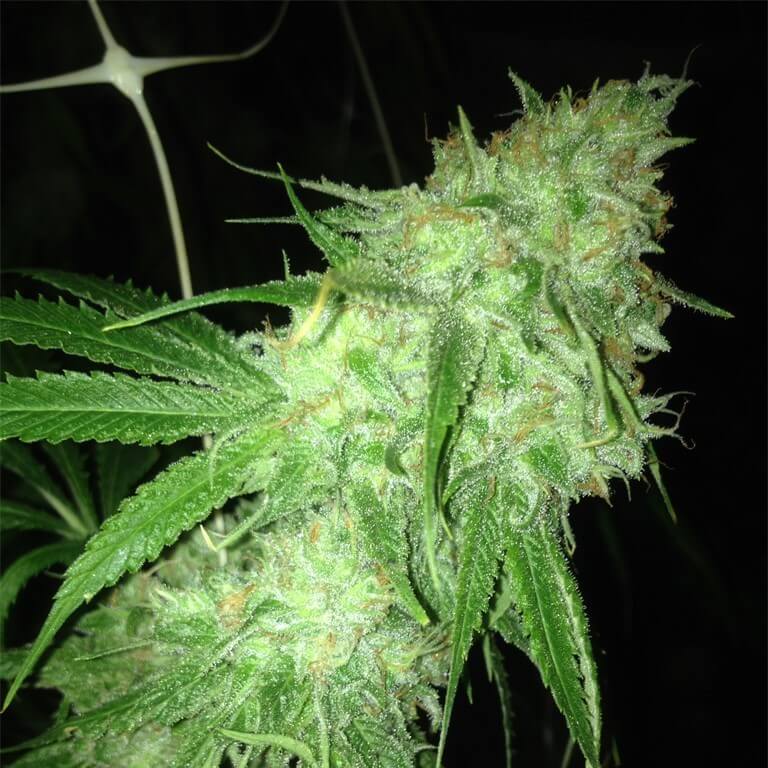 Charlottes Web CBD | Feminized | Cannabis Seeds | Blimburn Seeds | Cafe420