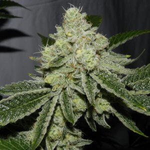 Stardawg | Feminized | Cannabis Seeds | Blimburn Seeds | Cafe420