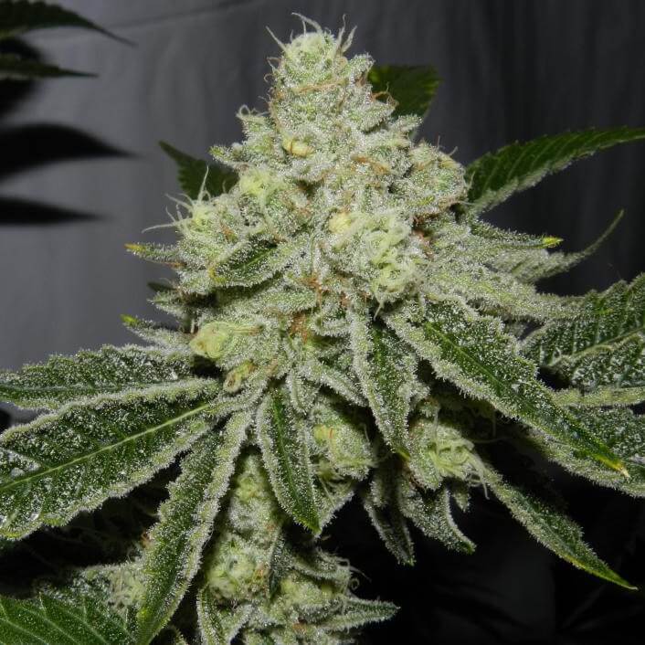 Stardawg | Feminized | Cannabis Seeds | Blimburn Seeds | Cafe420