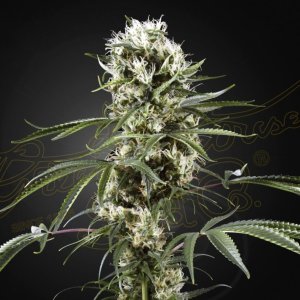 Super Lemon Haze | Feminized | Cannabis Seeds | Blimburn Seeds | Cafe420