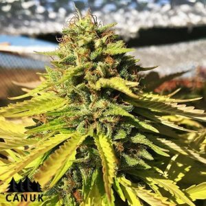 White Banner | Feminized | Cannabis Seeds | Bruce Banner x White Russia | Canuk Seeds | Cafe420